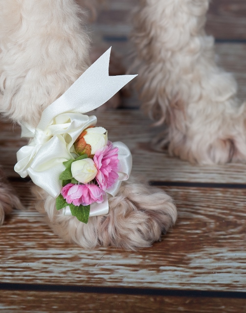 dog_wearing_paw_corsage