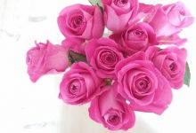 10 steps for looking after your supermarket roses